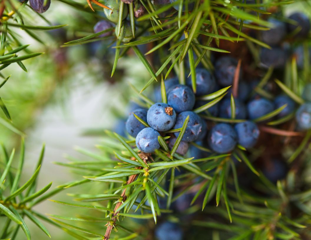 Top 12 Healthiest Berries: Exploring The Benefits Of Berries