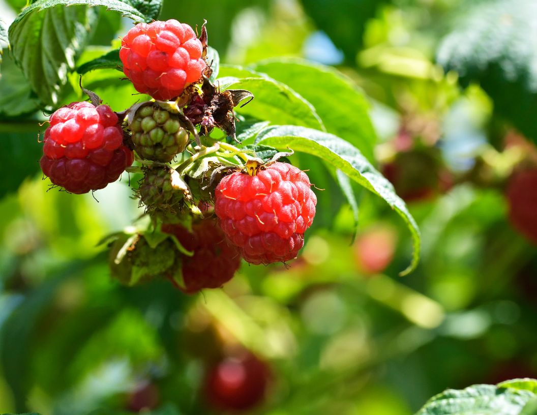 Top 12 Foods High In Antioxidants